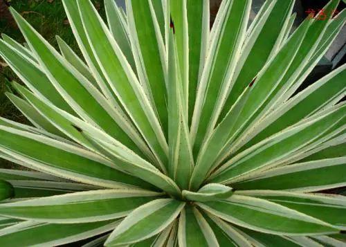 methods of Agave propagation