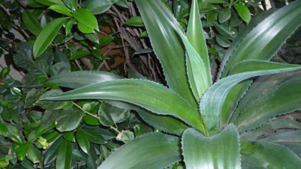 How to propagate Agave