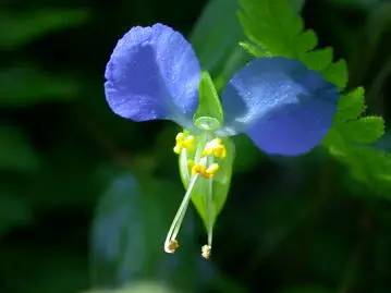 grow and care for Asiatic dayflower
