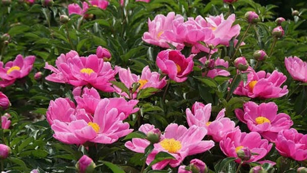 How to care for Chinese peony