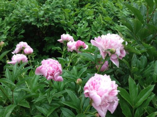 grow and care for Chinese peony