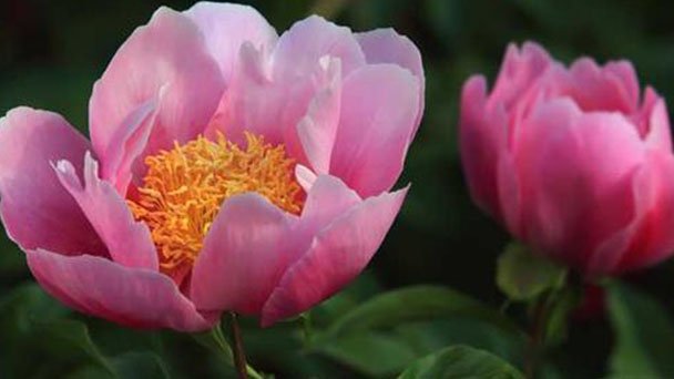 Chinese peony caring tips