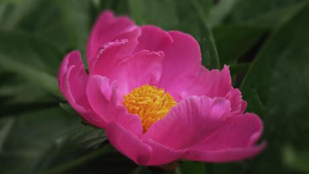 How to grow and care for Chinese peony