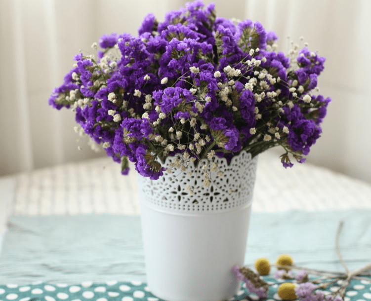 grow and care for Forget-Me-Nots