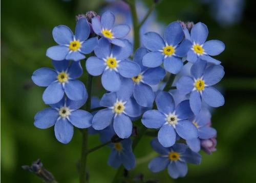 propagation methods of Forget-Me-Nots
