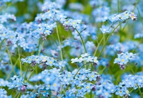 propagation methods of Forget-Me-Nots
