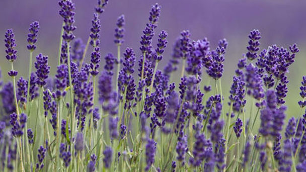 How to care for Lavender