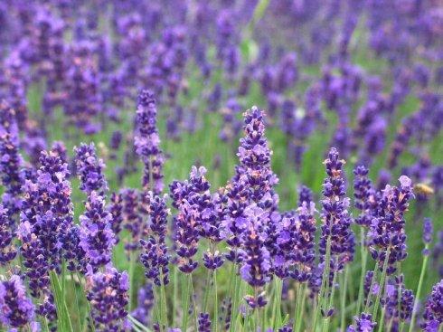 grow and care for lavender