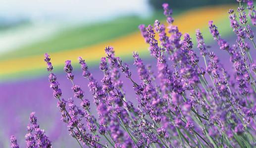 propagation methods of lavender.
