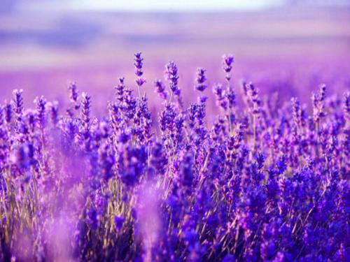 Lavender care