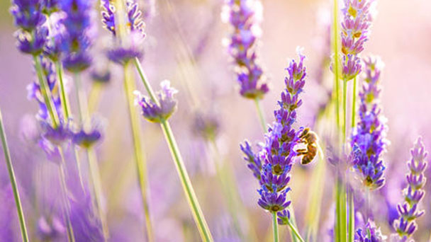 How to care for Lavender plants