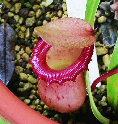 grow and care for Pitcher plants