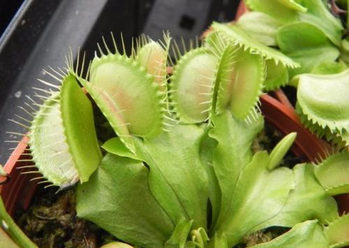 grow and care for Venus flytrap