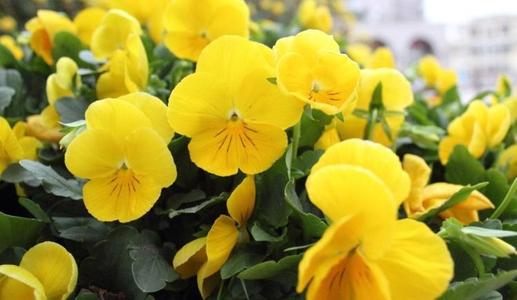 grow and care for Wild Pansy