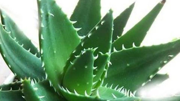How to grow and care for Aloe