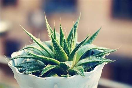 grow and care for Aloe
