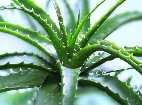 Aloe - most common house plant