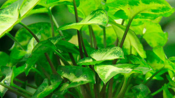 How to Propagate Arrowhead Plant (Syngonium Podophyllum)