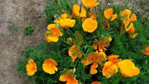 How to propagate California poppy