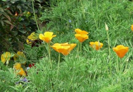 grow and care for California Poppy