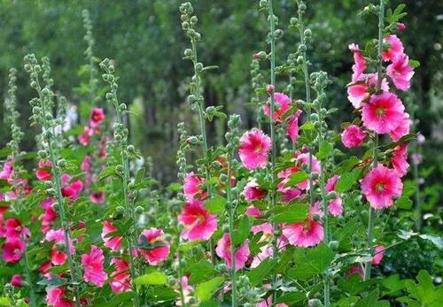 care for Hollyhock