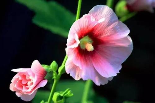 care for Hollyhock