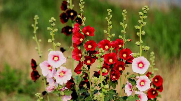 How to Grow and Care for Hollyhock Flower
