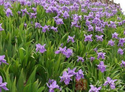 care for Iris lactea