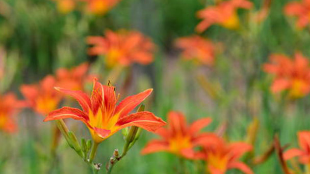 How to propagate Orange day-lily