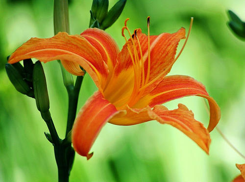 propagation methods of Orange day-lily.