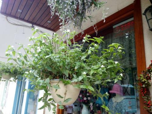  propagate Small-Leaf Spiderwort