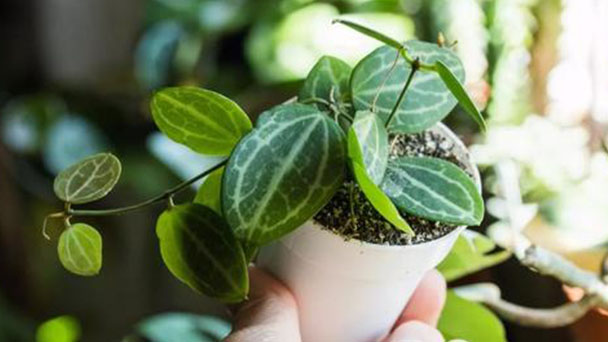 How to grow and care for Watermelon peperomia