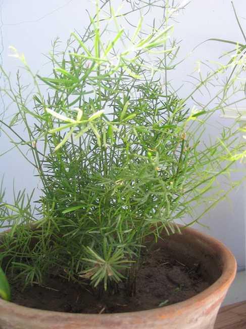  propagation methods of Chinese asparagus