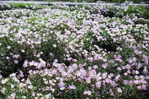 grow Common evening-primrose
