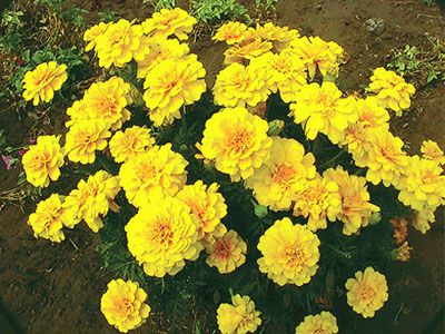 French marigold care