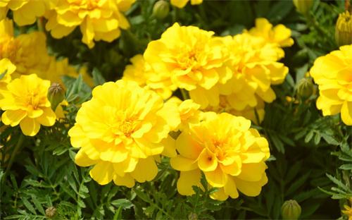 care for French marigold