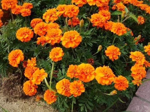 French marigold care