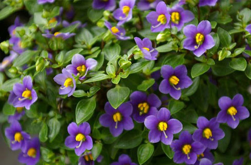 Persian violet