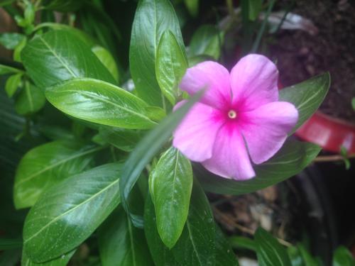 propagation methods of Rosy Periwinkle