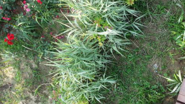 Tall oat-grass profile
