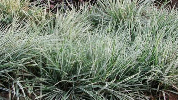 How to grow and care for Tall oat-grass