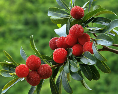 12 fruits maturing in summer