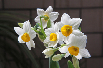 grow bunch-flowered daffodils