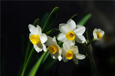 Bunch-flowered daffodil care