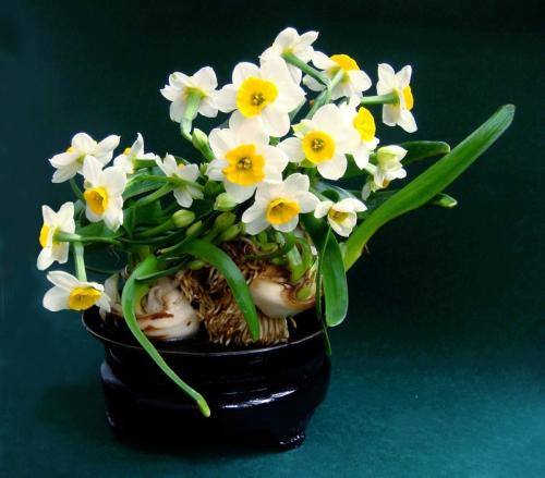 propagation method of Bunch-flowered daffodil