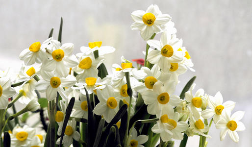 grow bunch-flowered daffodils
