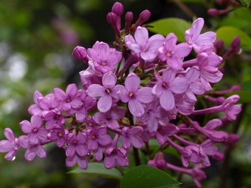 propagation methods of Lilac