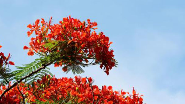 How to Grow and Care for Peacock Flower (Caesalpinia Pulcherrima)