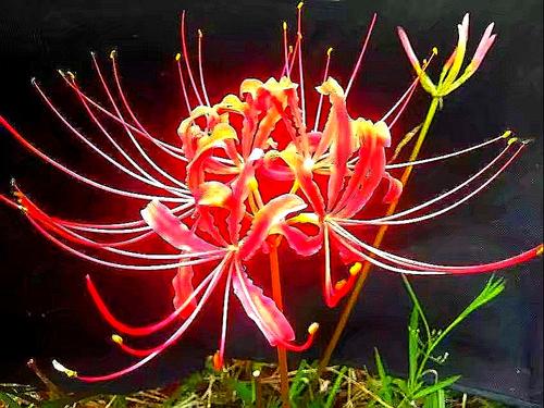 propagation methods of Red spider lily