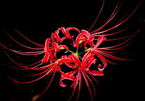 propagation methods of Red spider lily